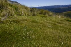 Image: K.A. Ford © Landcare Research 2015 